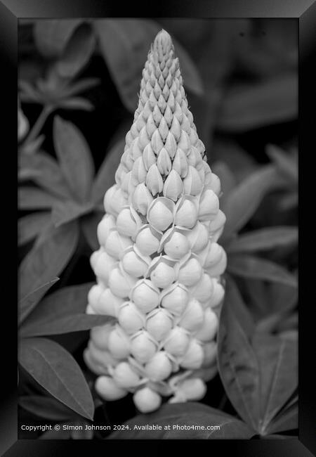 Close up of a white lupin flower in Monochrome  Framed Print by Simon Johnson