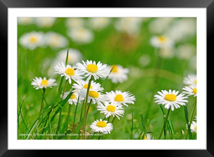 Summer daisies in grass Framed Mounted Print by Simon Annable