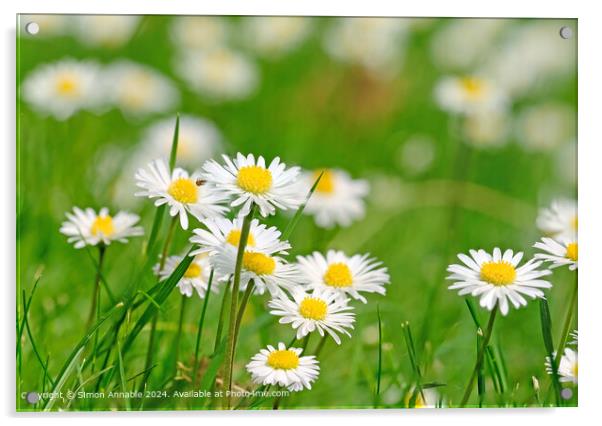 Summer daisies in grass Acrylic by Simon Annable