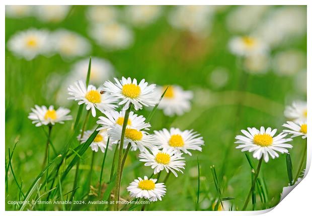 Summer daisies in grass Print by Simon Annable