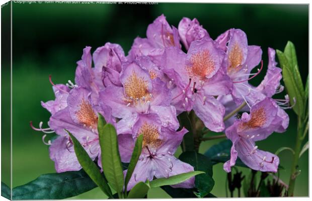 A rhododendron in the Rain Canvas Print by Tom McPherson