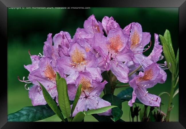 A rhododendron in the Rain Framed Print by Tom McPherson