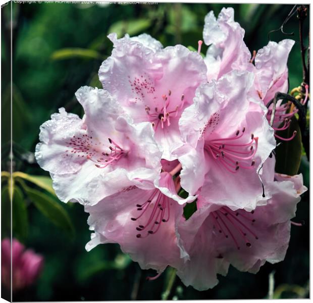 The rhododendron Canvas Print by Tom McPherson