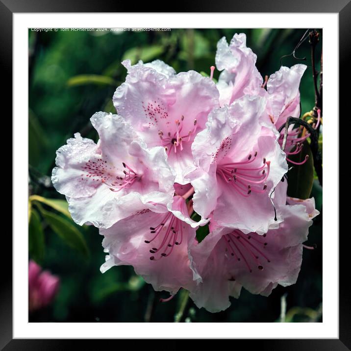 The rhododendron Framed Mounted Print by Tom McPherson