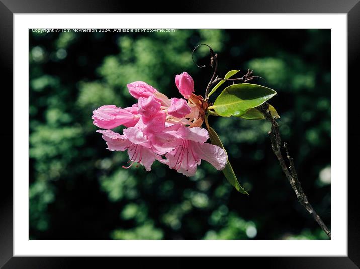A rhododendron in the Rain Framed Mounted Print by Tom McPherson