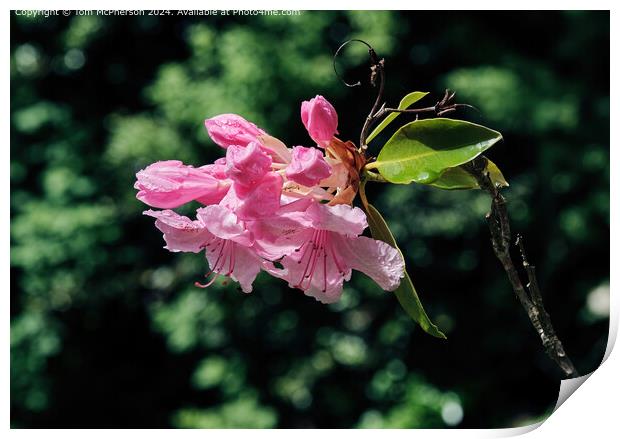A rhododendron in the Rain Print by Tom McPherson