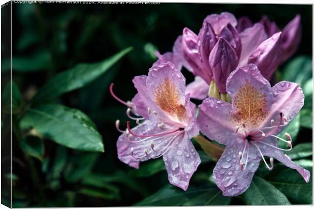 A rhododendron in the Rain Canvas Print by Tom McPherson