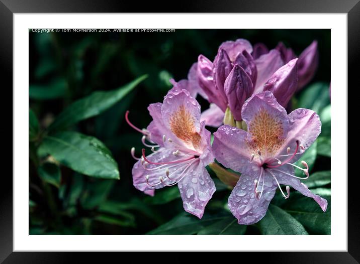 A rhododendron in the Rain Framed Mounted Print by Tom McPherson