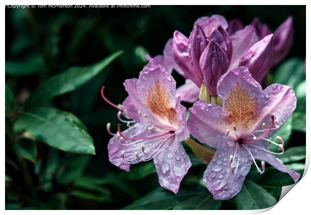 A rhododendron in the Rain Print by Tom McPherson