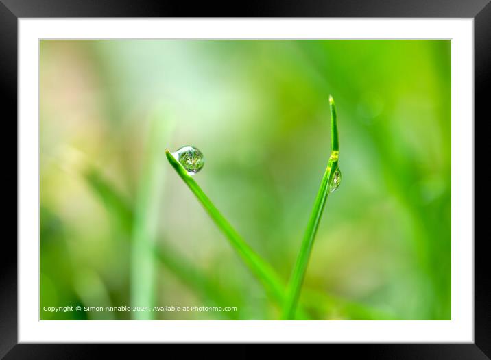 Dew drop in focus Framed Mounted Print by Simon Annable