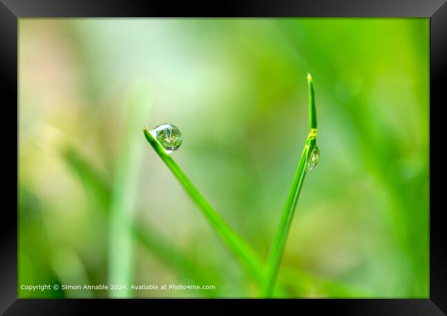 Dew drop in focus Framed Print by Simon Annable