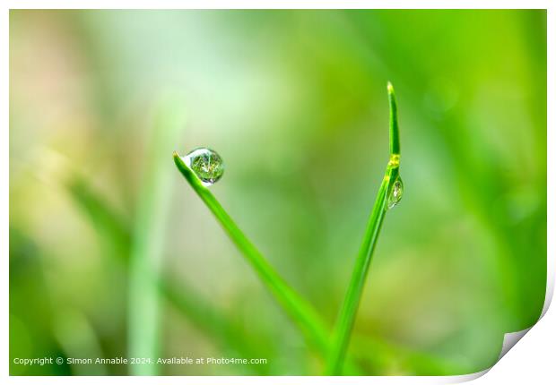 Dew drop in focus Print by Simon Annable