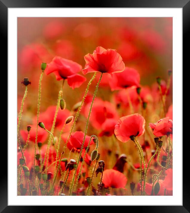 Close up of sunlit summer poppies Framed Mounted Print by Simon Johnson