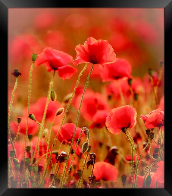 Close up of sunlit summer poppies Framed Print by Simon Johnson