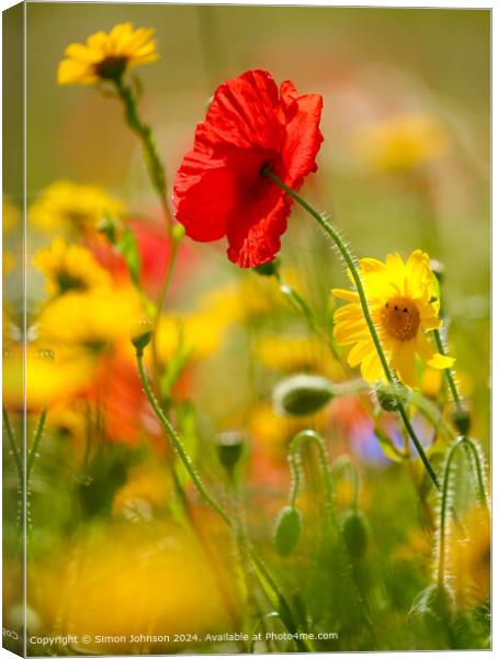 Close up of sunlit summer poppy  and meadow flowers Canvas Print by Simon Johnson