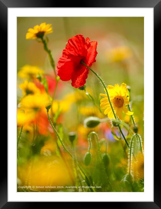 Close up of sunlit summer poppy  and meadow flowers Framed Mounted Print by Simon Johnson