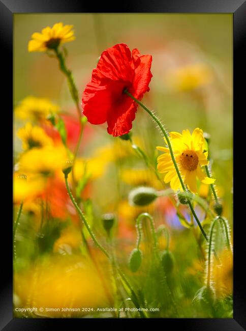 Close up of sunlit summer poppy  and meadow flowers Framed Print by Simon Johnson