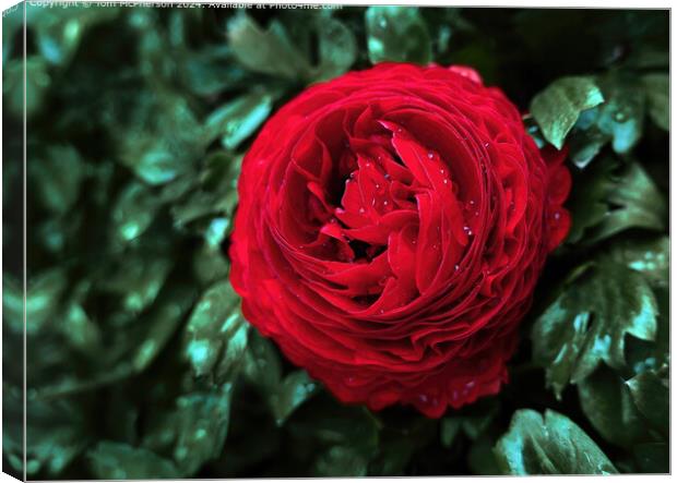 A ‘peony rose’ . Big blooms with lots of ruffles and charm! Canvas Print by Tom McPherson