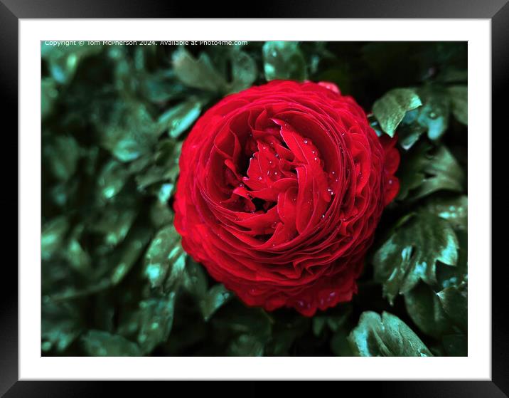A ‘peony rose’ . Big blooms with lots of ruffles and charm! Framed Mounted Print by Tom McPherson
