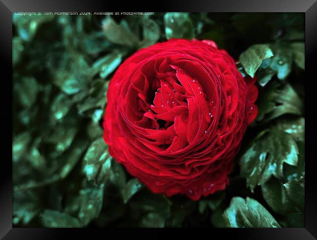 A ‘peony rose’ . Big blooms with lots of ruffles and charm! Framed Print by Tom McPherson