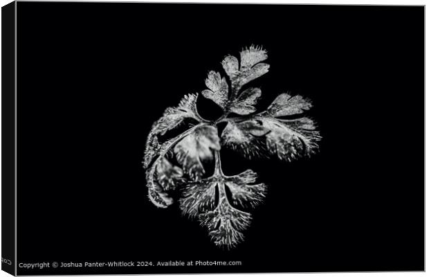 Black and white leaf. Canvas Print by Joshua Panter-Whitlock