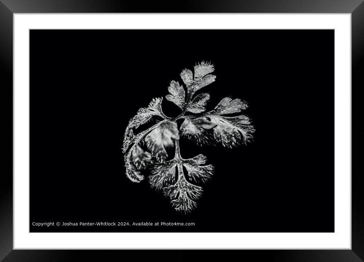 Black and white leaf. Framed Mounted Print by Joshua Panter-Whitlock