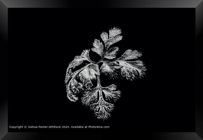 Black and white leaf. Framed Print by Joshua Panter-Whitlock