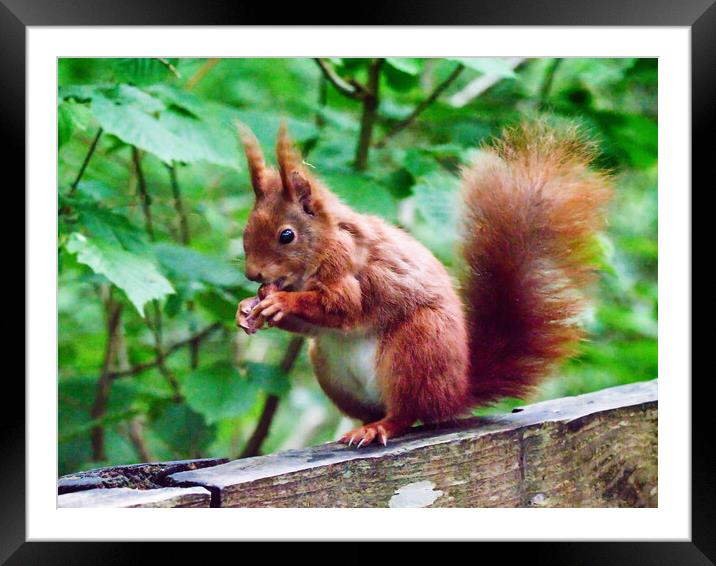 red squirrel  in wales  Framed Mounted Print by chris hyde