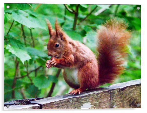 red squirrel  in wales  Acrylic by chris hyde