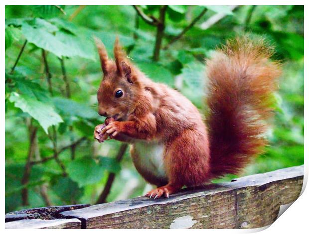 red squirrel  in wales  Print by chris hyde