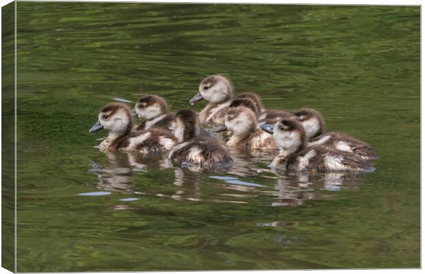 Cute Egyptian goslings swimming on Verulamium Lake Canvas Print by Ian Duffield