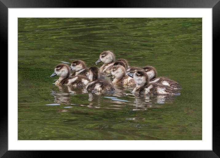 Cute Egyptian goslings swimming on Verulamium Lake Framed Mounted Print by Ian Duffield