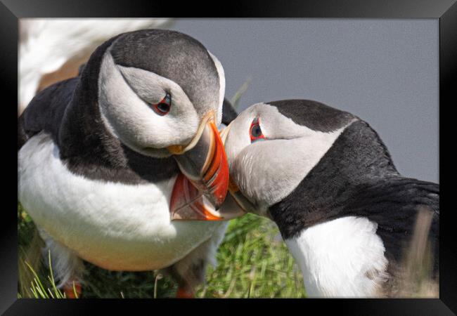puffins kissing Framed Print by kathy white
