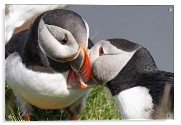 puffins kissing Acrylic by kathy white