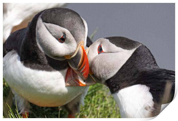 puffins kissing Print by kathy white