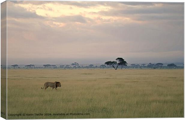 Lion in the plain Canvas Print by Karin Tieche