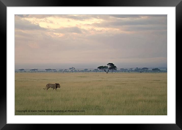 Lion in the plain Framed Mounted Print by Karin Tieche