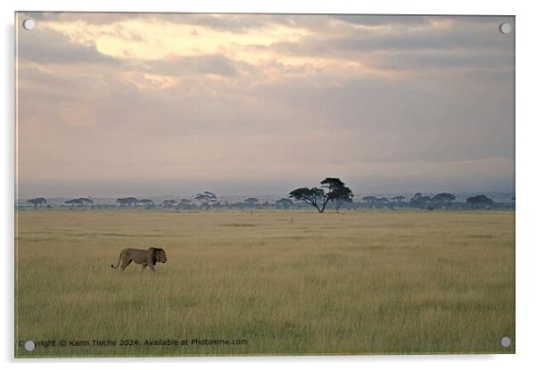 Lion in the plain Acrylic by Karin Tieche