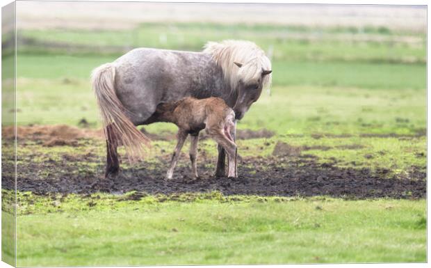 The Icelandic horse with a foal Canvas Print by kathy white