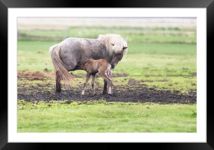 The Icelandic horse with a foal Framed Mounted Print by kathy white