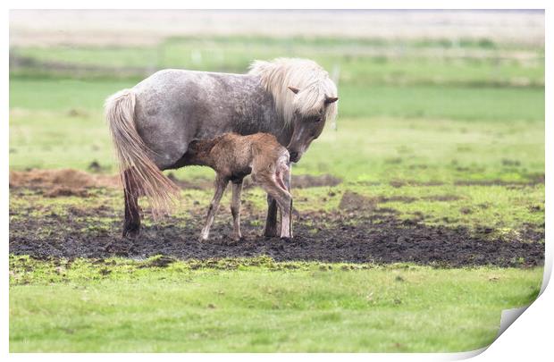 The Icelandic horse with a foal Print by kathy white