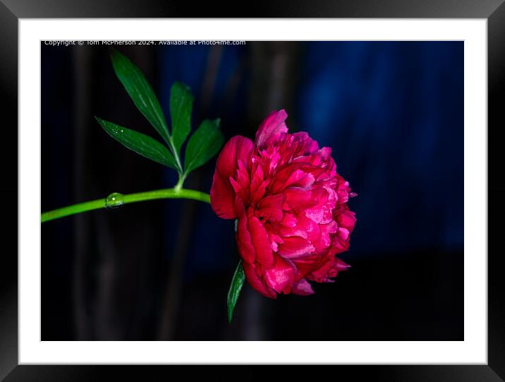 A ‘peony rose’ Framed Mounted Print by Tom McPherson