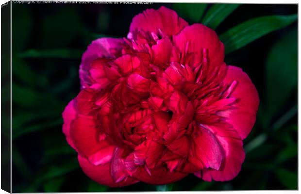 A ‘peony rose’ . Big blooms with lots of ruffles and charm Canvas Print by Tom McPherson