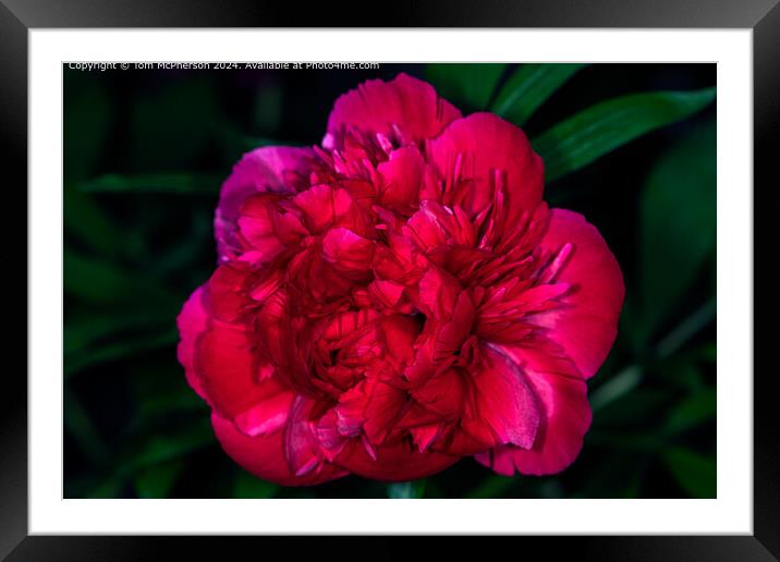 A ‘peony rose’ . Big blooms with lots of ruffles and charm Framed Mounted Print by Tom McPherson