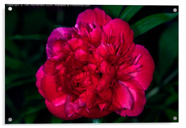 A ‘peony rose’ . Big blooms with lots of ruffles and charm Acrylic by Tom McPherson