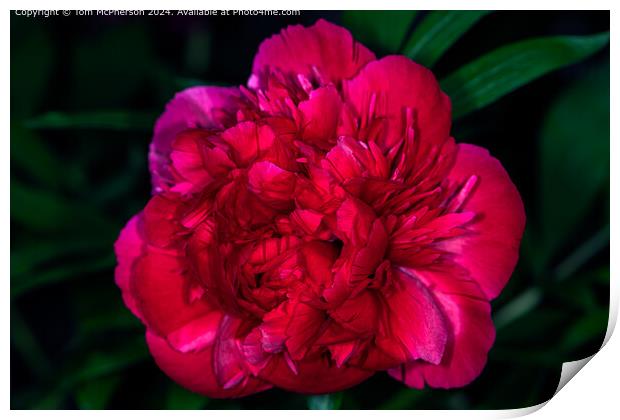A ‘peony rose’ . Big blooms with lots of ruffles and charm Print by Tom McPherson