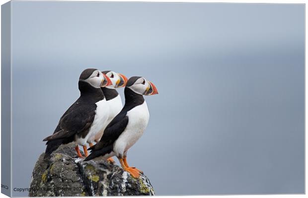 3 puffins on the cliff Canvas Print by Karin Tieche