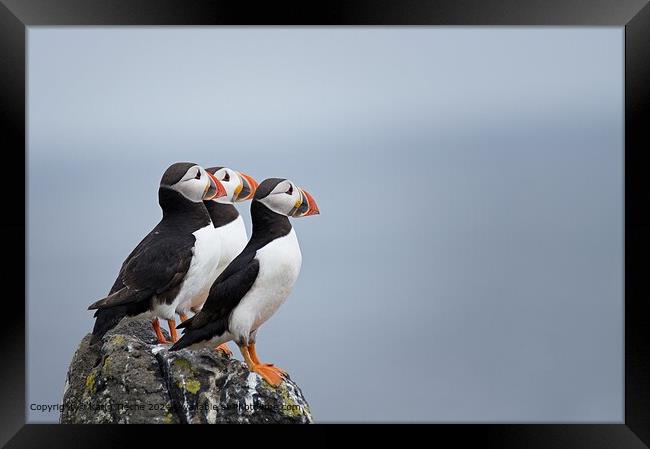 3 puffins on the cliff Framed Print by Karin Tieche