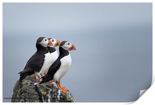 3 puffins on the cliff Print by Karin Tieche