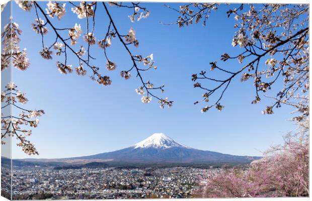 Fantastic view of Mount Fuji with cherry blossoms Canvas Print by Melanie Viola
